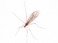 Trichocera annulata